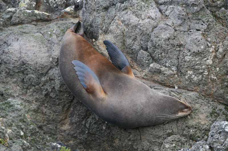 Nieuw-Zeeland 2011 - 1984